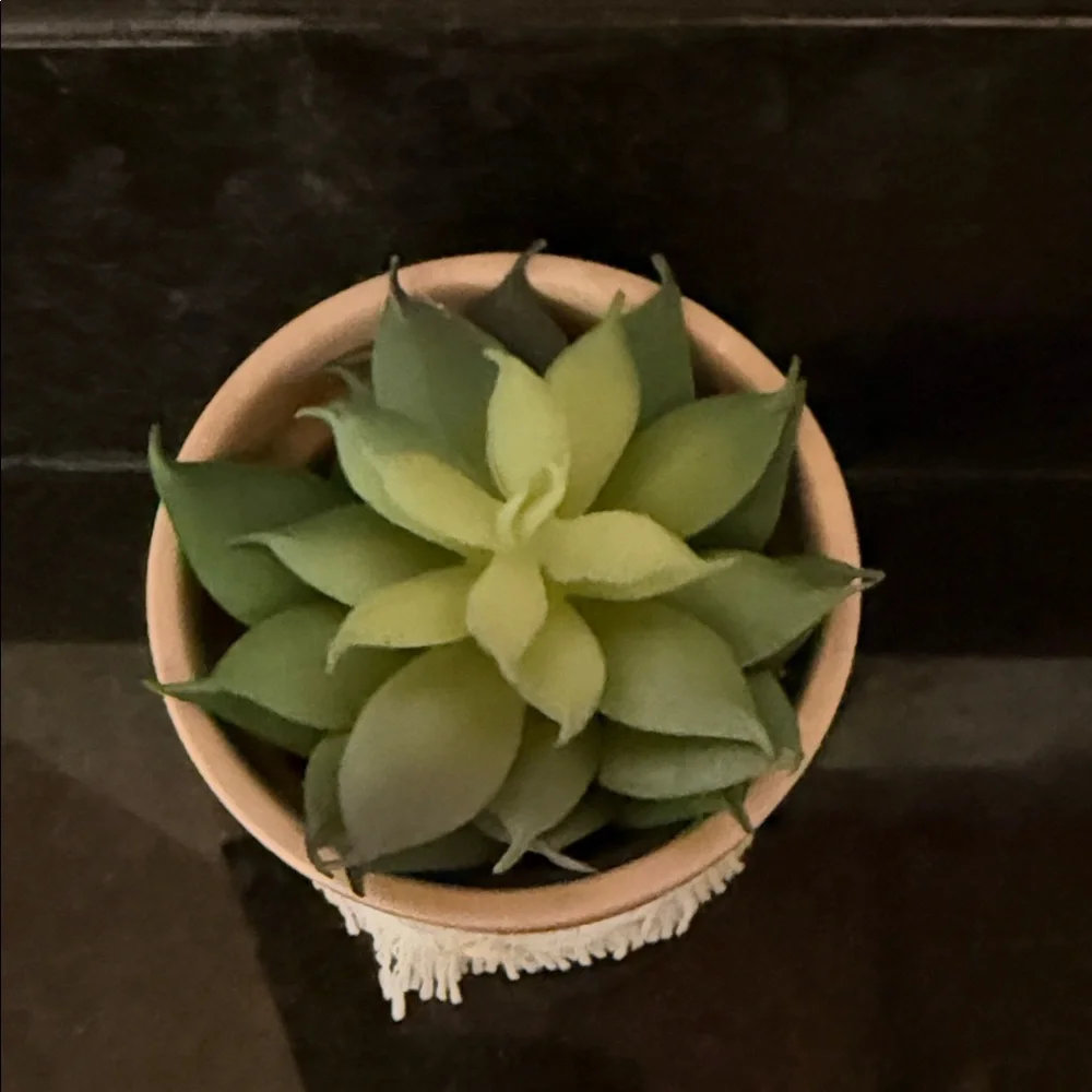 Two fake succulent plants in pots home or dorm decor